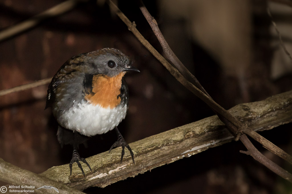 Australian Logrunner Alfred Schulte