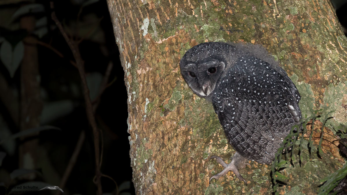 lesser sooty owl