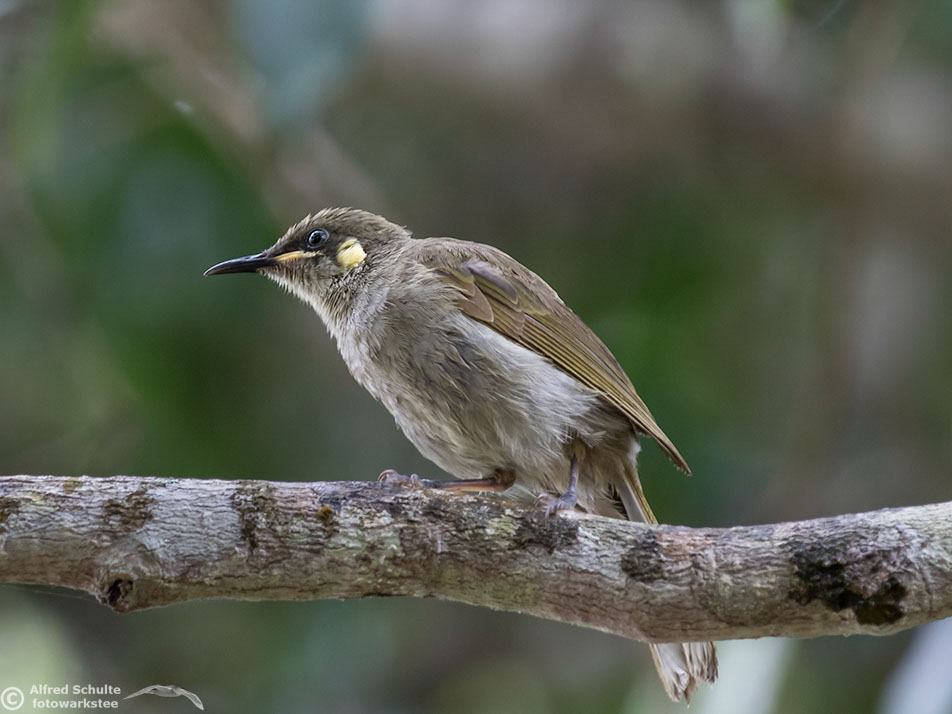 graceful-honeyeater-002.jpg