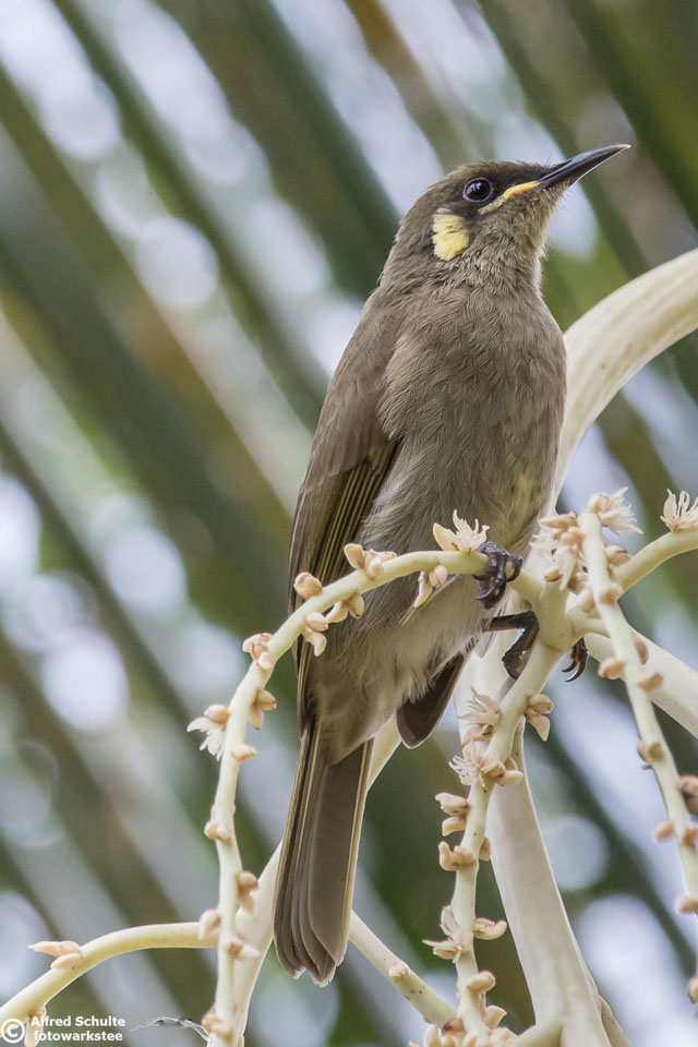 yellow-spotted-honeyeater-004.jpg