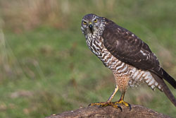 Goshawk-Sparrowhawk