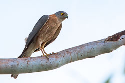 Goshawk-Sparrowhawk