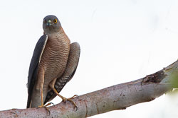 Goshawk-Sparrowhawk
