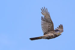 Goshawk-Sparrowhawk