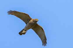 Goshawk-Sparrowhawk