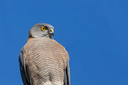 Goshawk-Sparrowhawk
