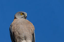 Goshawk-Sparrowhawk