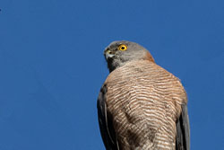 Goshawk-Sparrowhawk