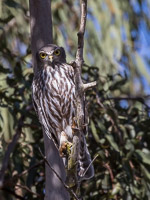 Barking Owl 5D-Mark-IV_AS_170719_3476.jpg