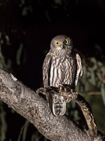 Atherton Tablellands & Cairns 5D-Mark-IV_AS_170720_3683.jpg