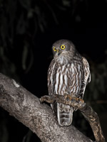 Barking Owl 5D-Mark-IV_AS_170720_3684.jpg