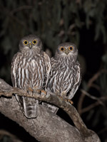 Barking Owl 5D-Mark-IV_AS_170720_3687.jpg