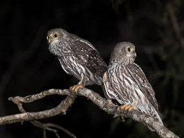 Atherton Tablellands & Cairns 5D-Mark-IV_AS_170720_3689.jpg