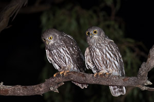 Atherton Tablellands & Cairns 5D-Mark-IV_AS_170720_3712.jpg