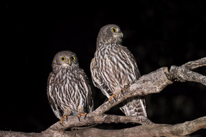 Atherton Tablellands & Cairns 5D-Mark-IV_AS_170720_3723.jpg