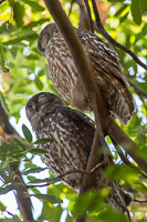 Barking Owl EOS5D_1720.jpg