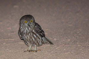 Barking Owl EOS5D_2704.jpg
