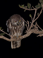 Barking Owl EOS5D_2711.jpg