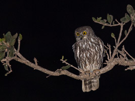 Barking Owl EOS5D_2714.jpg
