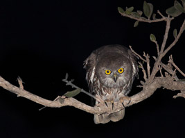 Barking Owl EOS5D_2717.jpg