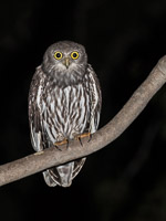 Atherton Tablellands & Cairns _DIV3531.jpg