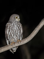 Barking Owl _DIV3541.jpg