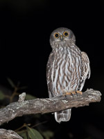 Atherton Tablellands & Cairns _DIV3563.jpg