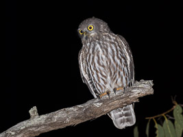 Barking Owl _DIV3568.jpg
