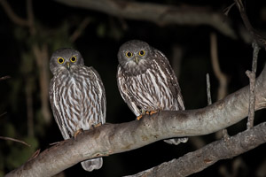 Barking Owl _DIV3575.jpg