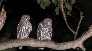 Barking Owl _DIV3582.jpg
