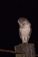 Eastern Barn Owl 5D-Mark-IV_AS_171226_9107.jpg