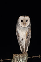 Atherton Tablelands 5D-Mark-IV_AS_171226_9144.jpg