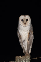 Eastern Barn Owl 5D-Mark-IV_AS_171226_9148.jpg