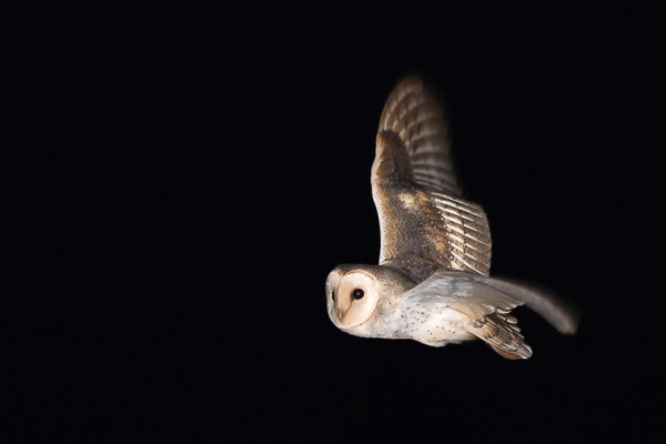Eastern Barn Owl 5DIV_AS_161031_2084.jpg