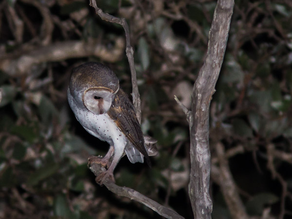 Eastern Barn Owl EOS5D_2749.jpg