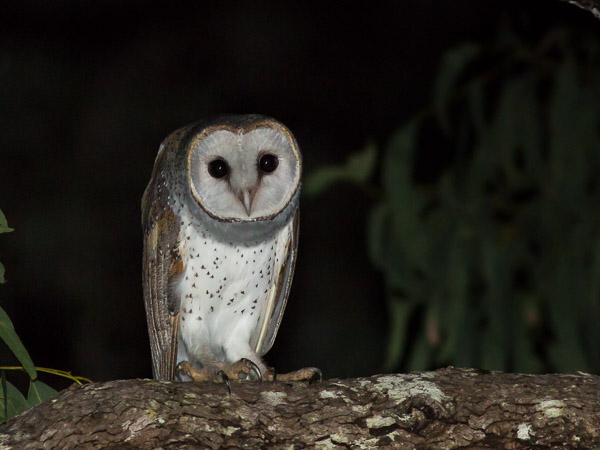 Eastern Barn Owl EOS5D_6919.jpg
