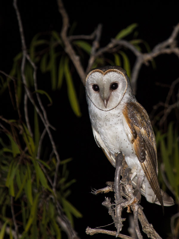 Eastern Barn Owl EOS7D1_6665.jpg