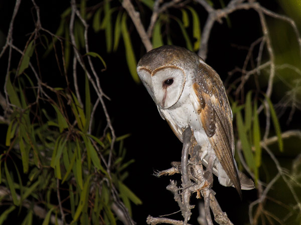 Eastern Barn Owl EOS7D1_6666.jpg