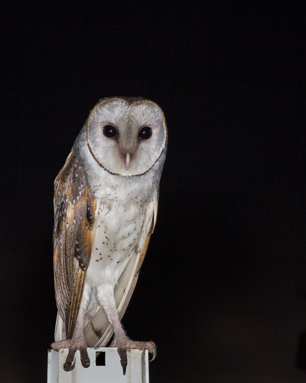 Eastern Barn Owl EOS7D1_6676.jpg