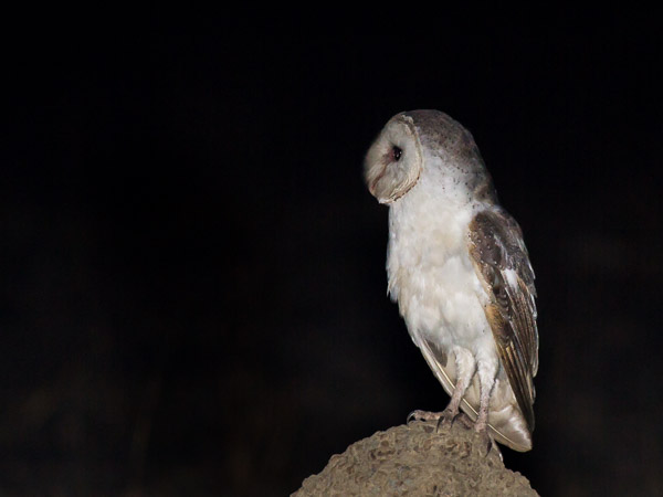 Eastern Barn Owl EOS7D1_6692.jpg