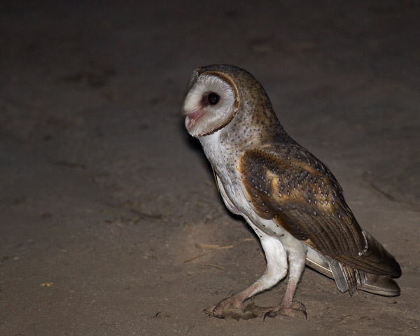 Eastern Barn Owl EOS7D1_6702.jpg