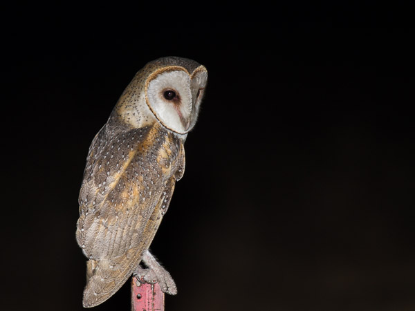 Eastern Barn Owl EOS7D1_6717.jpg