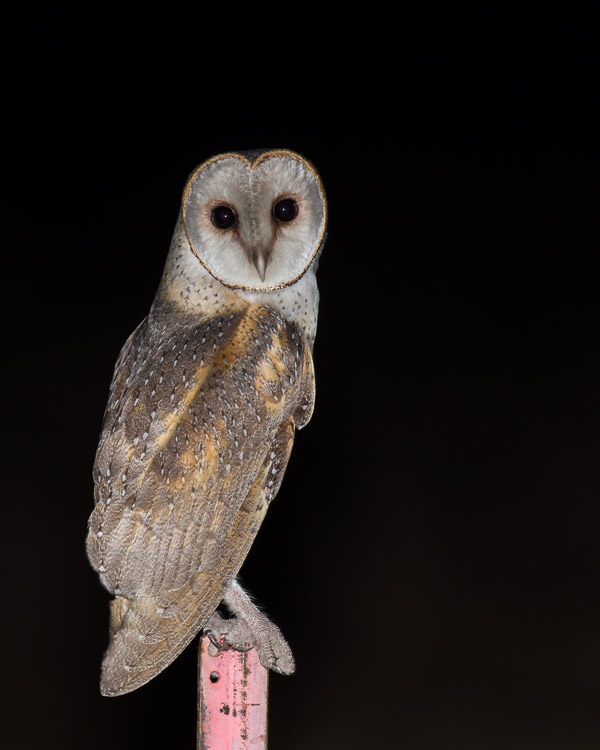 Eastern Barn Owl EOS7D1_6718.jpg