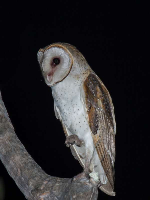 Eastern Barn Owl EOS7D1_6725.jpg