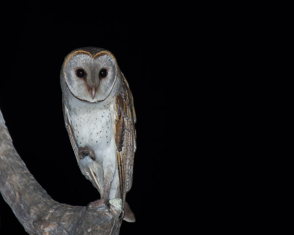 Eastern Barn Owl EOS7D1_6728.jpg