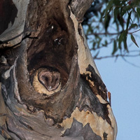 Masked Owl 5DIV_AS_170103_7926.jpg