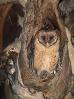 Masked Owl 5DIV_AS_170103_7951.jpg