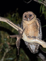 Masked Owl 5DIV_AS_170103_7967.jpg