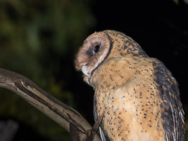 Masked Owl 5DIV_AS_170103_7973.jpg