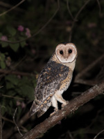 Masked Owl 5DIV_AS_170421_0861-Bearbeitet.jpg